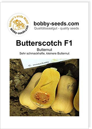 Butterscotch PMT F1 Kürbissamen von Bobby-Seeds Portion