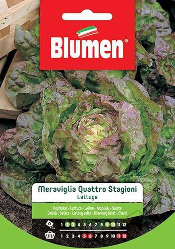 SEMI LATTUGA QUATTRO STAGIONI BLUMEN