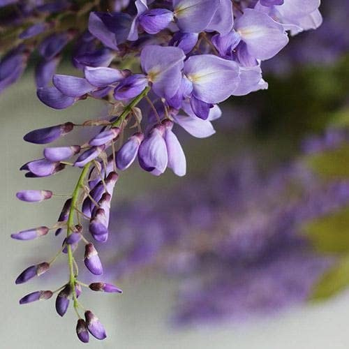 Vivaio Garden Forest - Wisteria floribunda ‘issai-naga’ – glicine viola pianta rampicante vera, fioritura precoce, pianta da esterno per giardino, 10m altezza, fiori blu chiaro