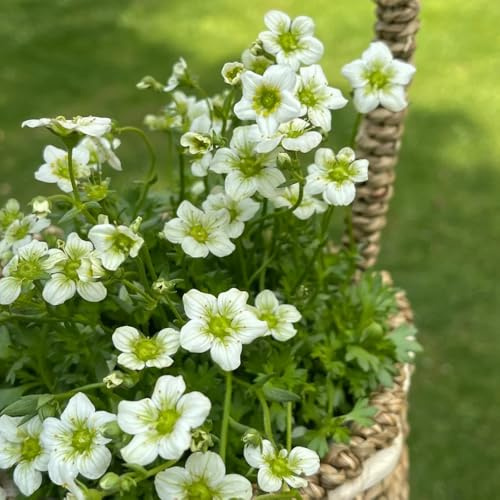 semillas de saxífraga - semillas de medicinales Saxifraga stolonifera - productos sostenibles de jardín de rocas resistentes 50pcs