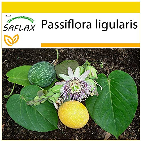 SAFLAX - Pottuppsättning - Söt Granadilla - 20 Frön - Med mini växthus, pottsubstrat och 2 krukor - Passiflora ligularis