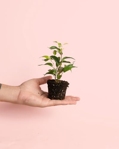 Ficus Benjamin Natasja | Mini Planta Natural | Pur Plant