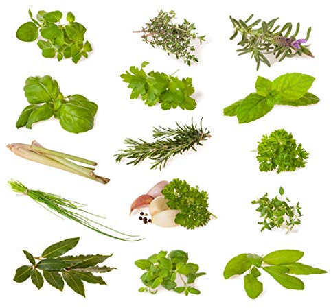 Mélange d'herbes (herbes culinaires) - 14 types - ~1600 ++ graines - triées par type -
