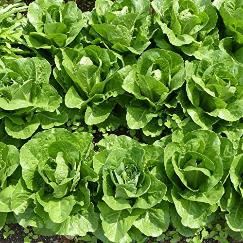 Lettuce 'Valmaine' Romaine Cut and Come Again Variety Lactuca Sativa Half-Hardy Annual Easy to Grow Your Own Garden Vegetables 1x Packet (Approx. 800 Seeds) by Thompson and Morgan