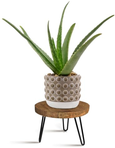 OBTAIN Plant Stand Indoor Outdoor, Wooden plant Stool, Mid Century Plant Stand for Indoor Plants, Wood Modern Plant Holder Rattan Flower, Low Short Boho Rustic Planter Stand Fit 5-15 Inch Pot(M)