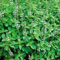 Fresh 50 semi - Semi maggiorana erbe:Seeds Only