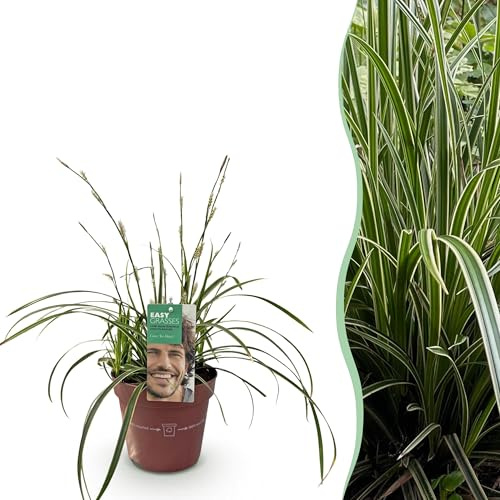 Prydnadsgräs - Carex morrowii Ice Dance - Vit & Grön - Vintergrön - Härdig - 40-50cm - Ø17cm - Trädgårdsväxt