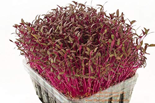 PREMIER SEEDS DIRECT - SPROUTING/MICRO-GREEN AMARANTH RED GARNET 10 Gram