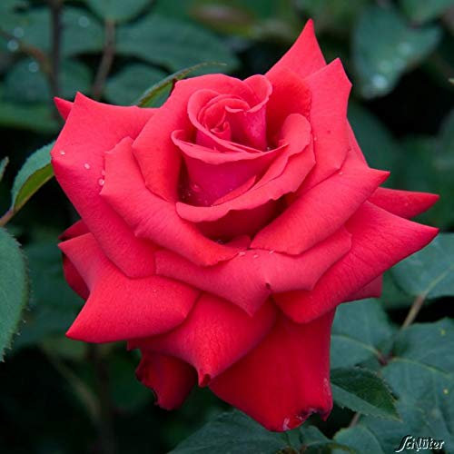 Edelrose Grande Amore in leuchtendrot - Duftrose winterhart - Rosen-Blüte in leuchtendrot - Rose leicht duftend im 5 Liter Container von Garten Schlüter - Pflanzen in Top Qualität