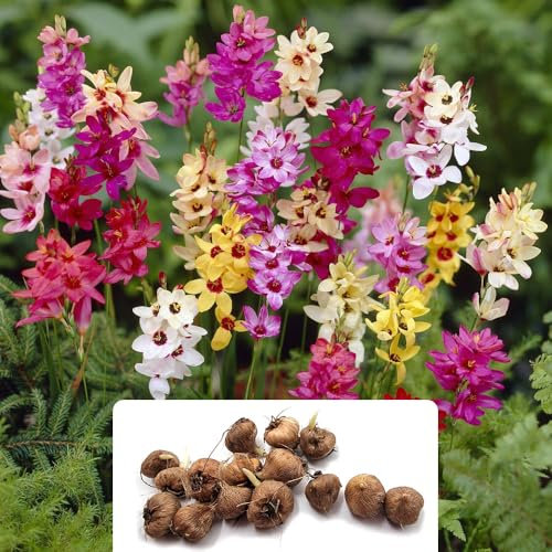 15 Ixia Mixed Bulbs - Stunning Star-Like Wand Flowers - Vibrant Summer Blooms - Perfect Perennials for a Beautiful Garden - Grown for Optimal UK Climate Conditions