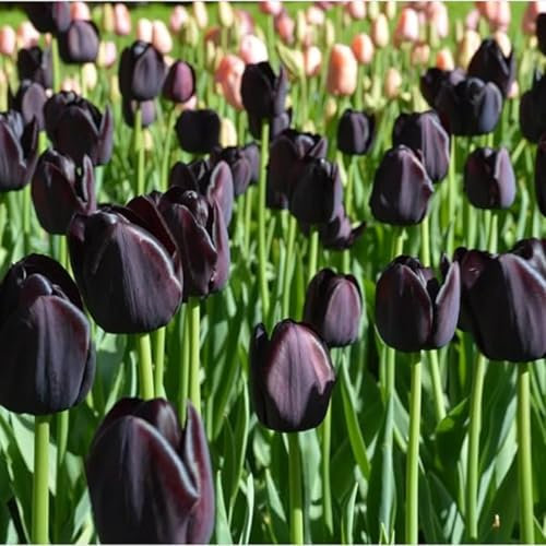 Tulip Bulbs Mix for Planting Now UK/Natural Organic/Good for Containers/Strong Plants That Grow Well/Greening Flower/Cut Flowers/Wedding Flowers.-3bulbs-G