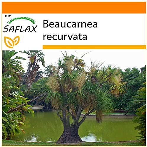 SAFLAX - Garden in The Bag - Ponytail Palm - 10 Seeds - Beaucarnea recurvata