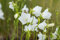 Campanula persicifolia 'Grandiflora Alba' ca. 9x9 cm Topf - Pfirsichblättrige Glockenblume, weiße Blüten, Blütezeit Juni-August, ideal für Rabatten, pflegeleicht