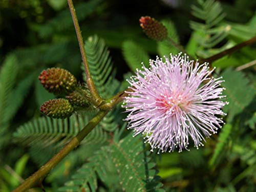 Seedeo® Anzuchtset Echte Mimose (Mimosa pudica)