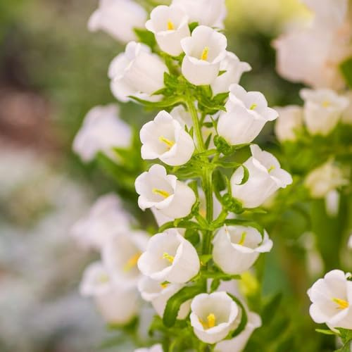 Semillas de campanilla - Campanula Medium,Jardín de,para lugares soleados.resistentes para el jardín,hermosas en macetas.200pcs