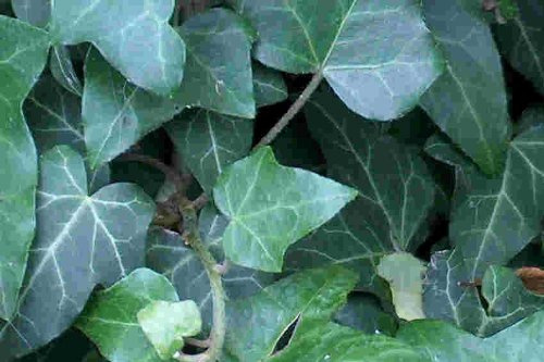 120 Efeu Stecklinge Bodendecker, Garten