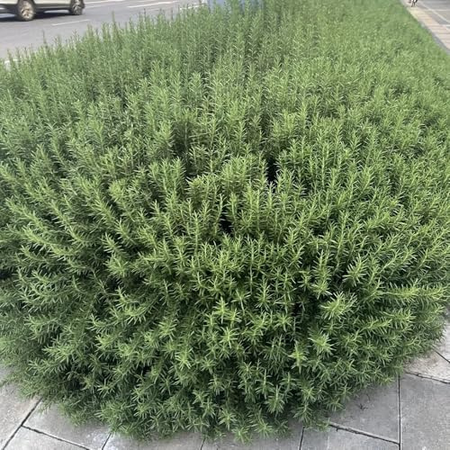 semi di rosmarino biologici - perenni resistenti copertura del terreno cucina giardino 50pcs