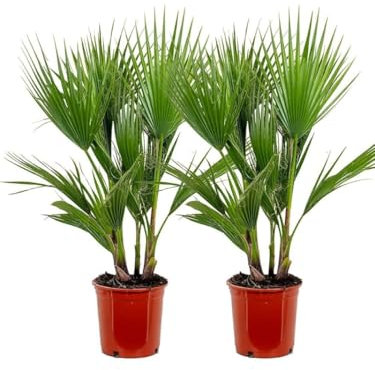 1 pianta di Palma messicana Washingtonia robusta in vaso ø24 cm h. 150 cm Vivaio di Castelletto