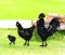 3 StüCk Garten PfäHle Kunst Hahn, Henne Und Tier EinsäTze, Garten Silhouette, Eisen Henne Huhn Hof Kunst Dekorativ, Festival Party Art Zeichen Rasen BüRgersteig Garten Dekoration. (Hühner Familie)