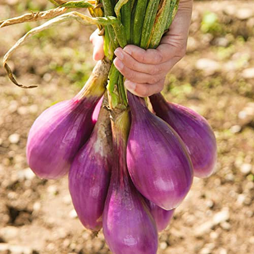 Welldales 50 Long Scarlet Sweet Red Onion Seeds Easy Peel Large Italian Florence Heirloom