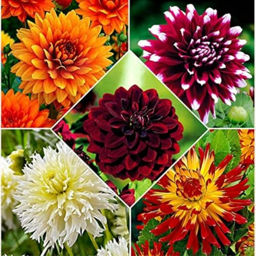 Dahlien zwiebeln,winterharte,dalienknollen winterfest bienenfreunlich,dahlien knollen,dahlien knollen winterhart MehrjäHrig,dahlien knollen großblumig,dahlienknollen kaufen.-2 zwiebeln-A