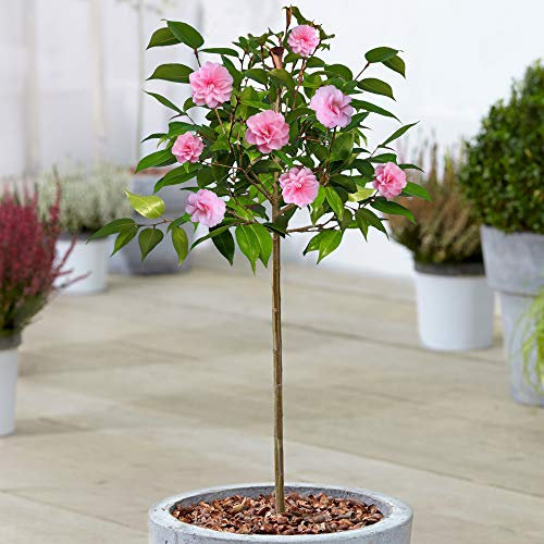 Arbre de Printemps Camélia | Arbres à Feuillage Persistant en Pot pour Petits Jardins | Tige Droite Standard | Plantes Ornementales de Jardin | 2-3ft (70-80cm (Pot Inclus))