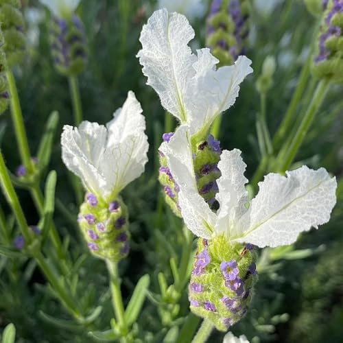 semillas resistentes de lavanda interior, lavanda cocina, balcón otoño resistentes, silvestres para el jardín 800pcs