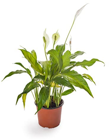 Exuberante Espatifilo Planta Natural para Decorar tu Hogar con Elegancia y Frescura