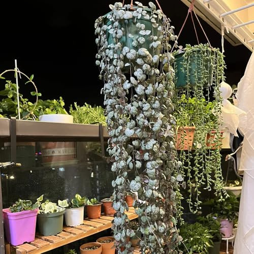 leuchterblume kaufen samen - wildblumensamen, blumen pflanzen Ceropegia woodii pflanzen samen indoor, pflanzen winterhart kletterpflanzen, winterharte stauden mehrjährig hochbeet, 100pcs