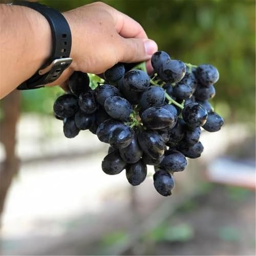 Mysteriöse magische Glühbirne,3 years, Winterhart pflanzen,Mehrjährige Blumenzwiebel ist winterhart, Lebende Pflanzen-1 Weinreben pflanzen-A