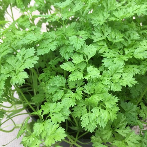Chervil Seeds, 500 Count COOL BEANS N SPROUTS Brand. Home Gardening.