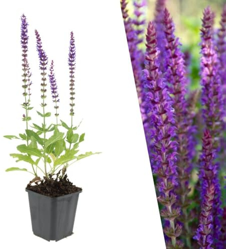 Plants by Frank | 6 Plantes de sauge | Salvia nemorosa ‘Ostfriesland’ | Couvre-sol rustique | Plantes vivaces | Sauge à fleurs violettes | Plantes à abeilles | Plantes d’extérieur | Jardin