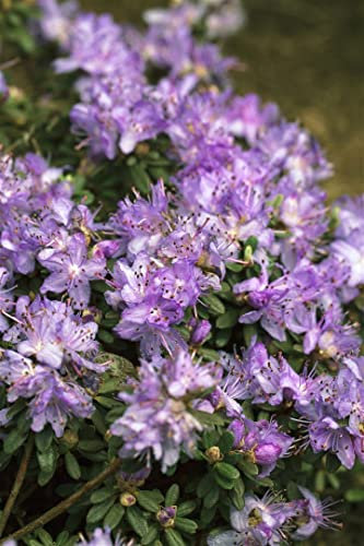 Rhododendron impeditum 'Blaue Mauritius' 25–30 cm – Winterhart, Immergrün, Mehrjährig – Zwerg-Rhododendron – Kübelpflanze für Terrasse & Balkon