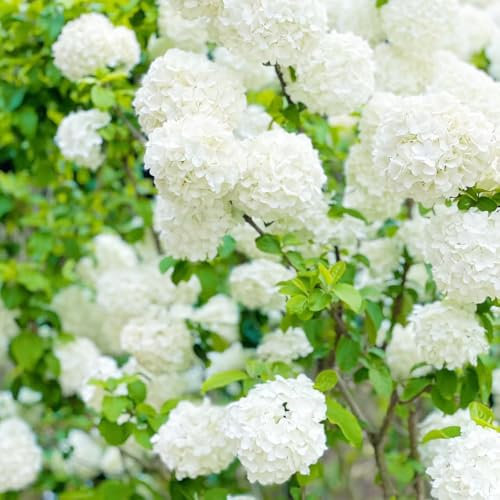 schneeballhortensie winterhart - samen schneeball garten blumen winterhart hochbeet saatgut hortensien samen garten pflanzen winterharte immergrüne sträucher winterhart büropflanzen 60pcs