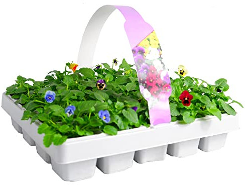 Viola 20 Pack - Large Plants in a Mix of Colours - Great Value Viola Plants - Explosive Colours of Violas – Colourful Flowers – 20 Plants Tray