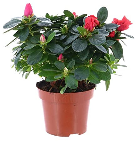 Azalea Red Indoor Houseplant - 14cm Pot (Live Plants)