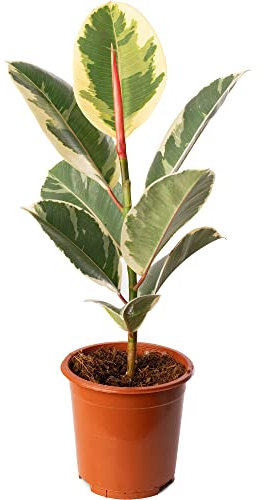 Ficus Tineke Large Indoor House Plant Real Tropical Exotic Evergreen Tall Plants (30-40cm (Incl. Pot))