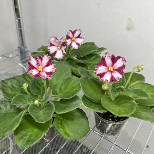 350 pcs Usambaraveilchen Kaufen Samen wildblumensamen nachhaltige geschenke für frauen Usambaraveilchen Samen - winterfeste pflanzen für balkon herbstpflanzen winterhart gartenblumen