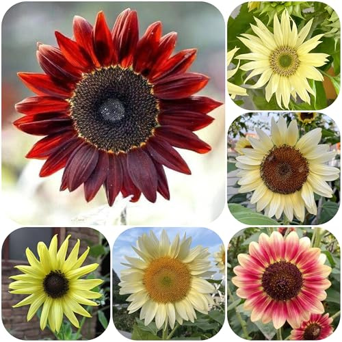 semillas de girasol perennes resistentes - exteriores camas balcón jardín 450pcs
