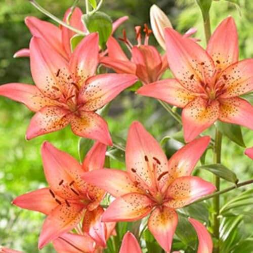 HGJKYTFCDG - Liliums/lys résistants au gel - Acheter des lys - Variétés résistantes au gel pour jardin et balcon - 2 pièces - O