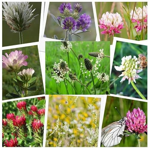 Clover Seed 9 Types New Area or Over Seeding Lawn Green Manure Fast Grow Flowers (50, Grams)