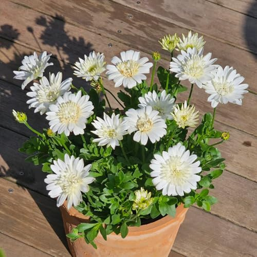 semillas de margarita del Cabo - exterior perennes decoración de resistentes 350pcs