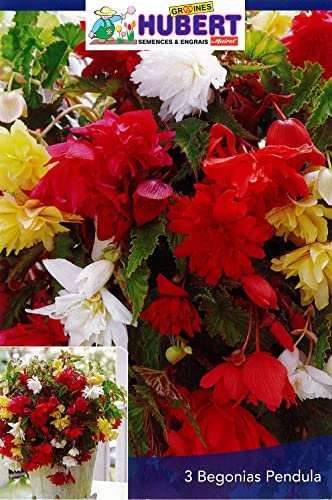 3 Bulbes de Bégonias Pendula Variés