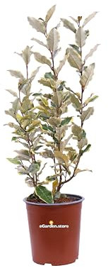 Pianta di Eleagnus Ebbingei Variegato pianta da esterno pianta da siepe pianta a foglia variegata pianta ornamentale di Eleagnus pianta vera venduta da eGarden.store (Vaso 17 cm)