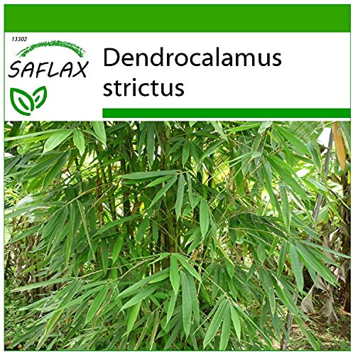 SAFLAX - Bambou mâle - 50 graines - Avec substrat - Dendrocalamus strictus