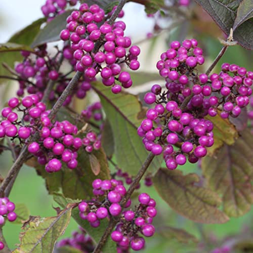 Schönfrucht Profusion - Callicarpa bodinieri 'Profusion' 40-60 C - 40-60 cm Topf