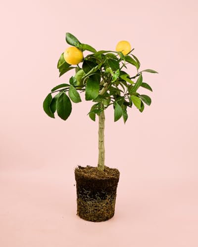 Limonero Enano | Mini Arbol Frutal Natural | Pur Plant