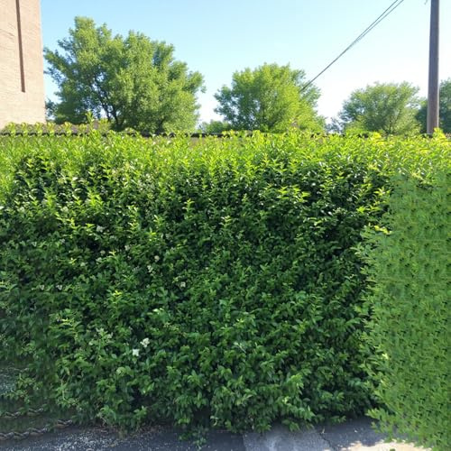 Carbeth Plants 7 x Wild Privet Bare Root Hedging - 20-40 cm High Ligustrum vulgare Fast Growing Hardy Ready to Plant Shrubs - Semi Evergreen Plants for Privacy, Garden Boundaries & Formal Hedges