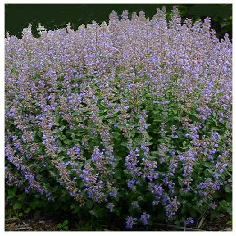 Nepeta x faasenii 'Clear Blue' / Nepeta mussinii/Garden Catmint/Blue Flowers/Bee Friendly/Seeds