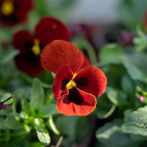 100 pcs stiefmütterchen samen mehrjährig bodendecker samen winterhart pflanzen winterhart (Viola tricolor) wildblumensamen balkon schnittblumen exotische pflanzen outdoor pflanzen